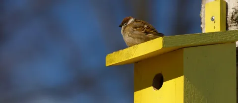 Foto van een mus op een geel vogelhuisje