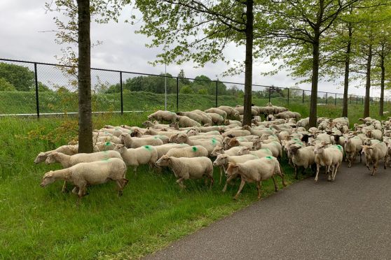 Kudde schapen betreedt het zonnepark aan de A58 bij Etten-Leur