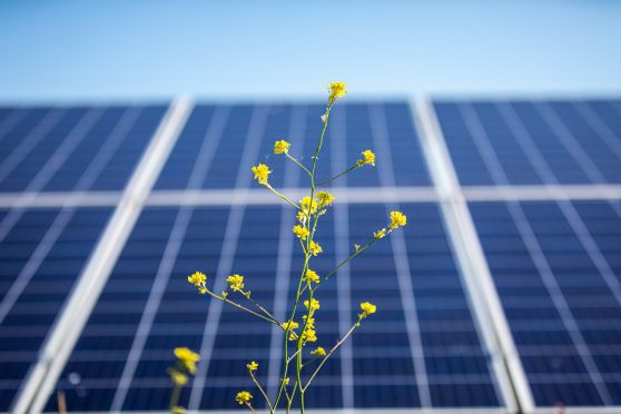 Zonnepaneel met gele bloem op voorgrond