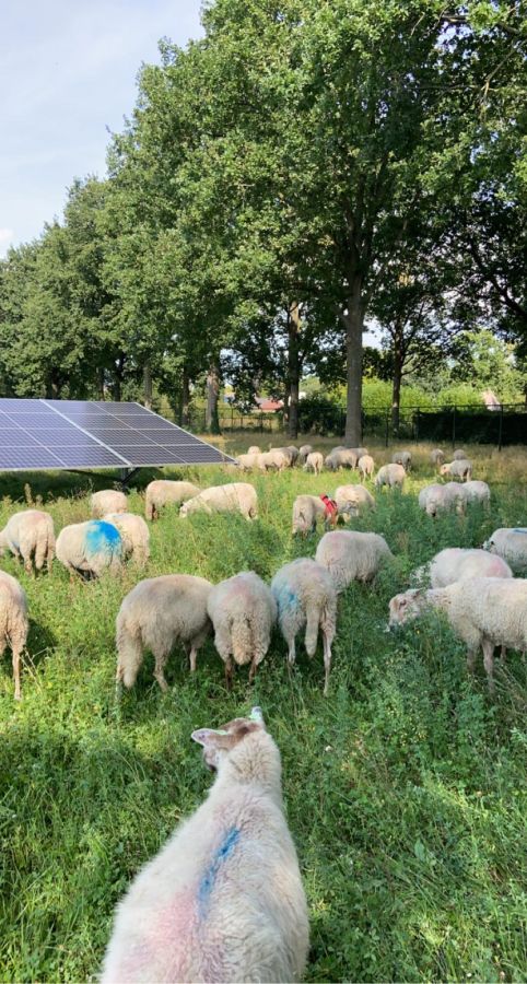 Grazende schapen in zonnepark Waalre